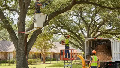Waltham, MA arborists pruning trees to improve safety and tree health