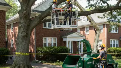 Tree service crew in Waltham, MA providing safe tree removal and trimming for local properties
