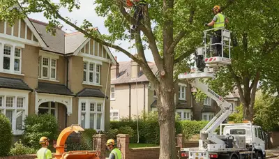 Tree service crew in Waltham, MA providing professional tree removal and trimming solutions