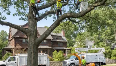 Tree service crew in Waltham, MA providing professional tree removal and cleanup