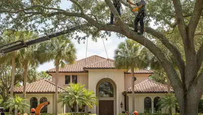 Tree service crew in Waltham, MA handling tree removal for a commercial property