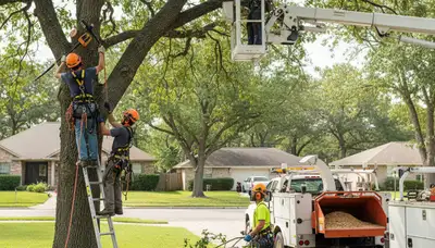 Tree trimming service in Waltham, MA by Arbor Tree Care to improve safety and curb appeal