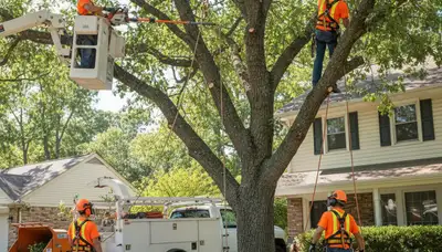 Tree trimming crew in Waltham, MA improving tree health and curb appeal